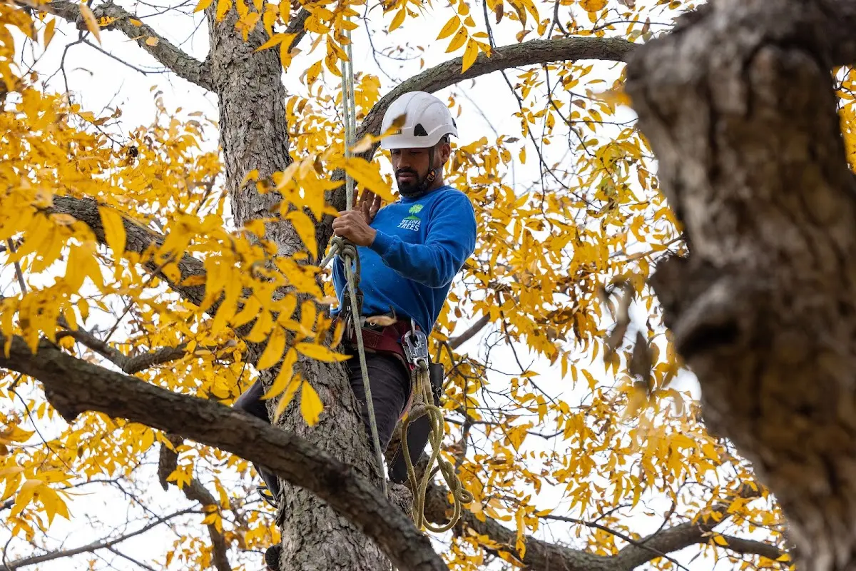 Skilled Tree Trimming crew working in Poestenkill